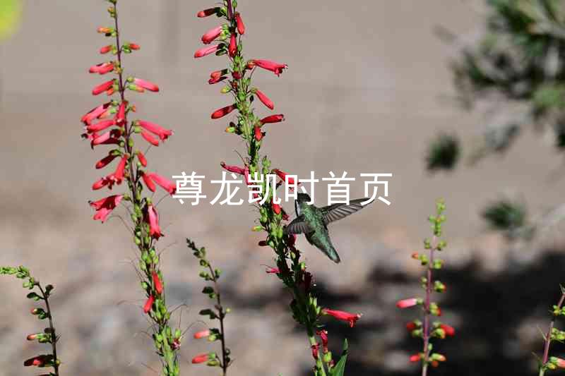 尊龙凯时首页